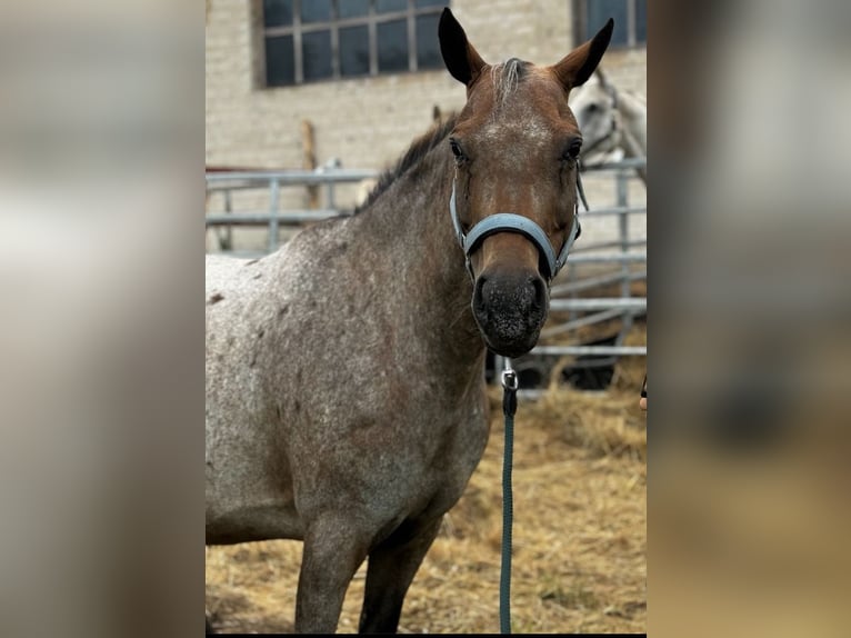 Appaloosa Jument 10 Ans 140 cm in Falkenberg