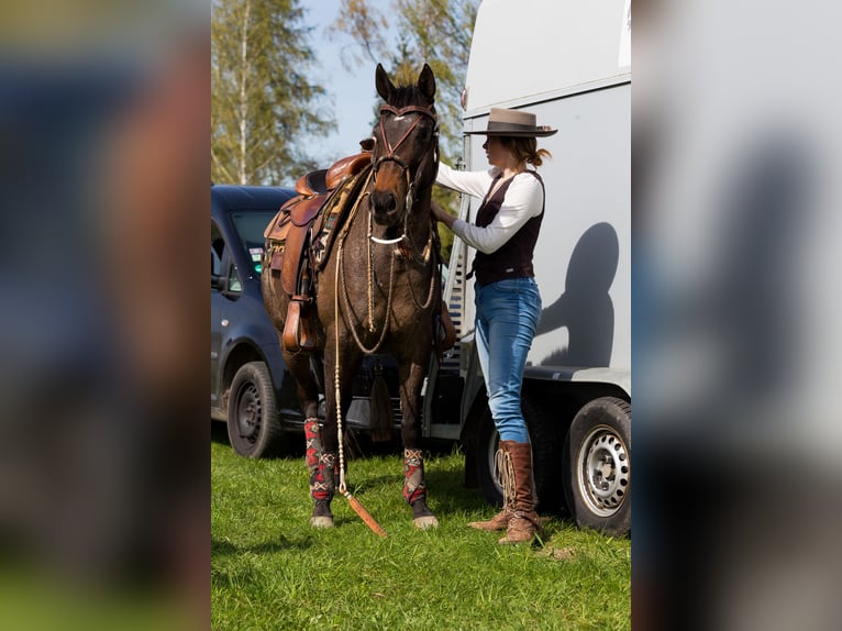 Appaloosa Jument 10 Ans 148 cm Léopard in Müglitztal