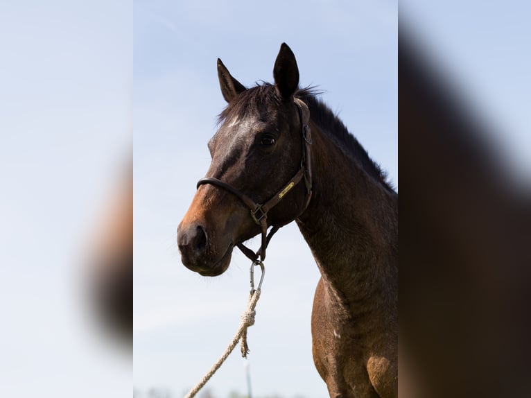 Appaloosa Jument 10 Ans 148 cm Léopard in Müglitztal