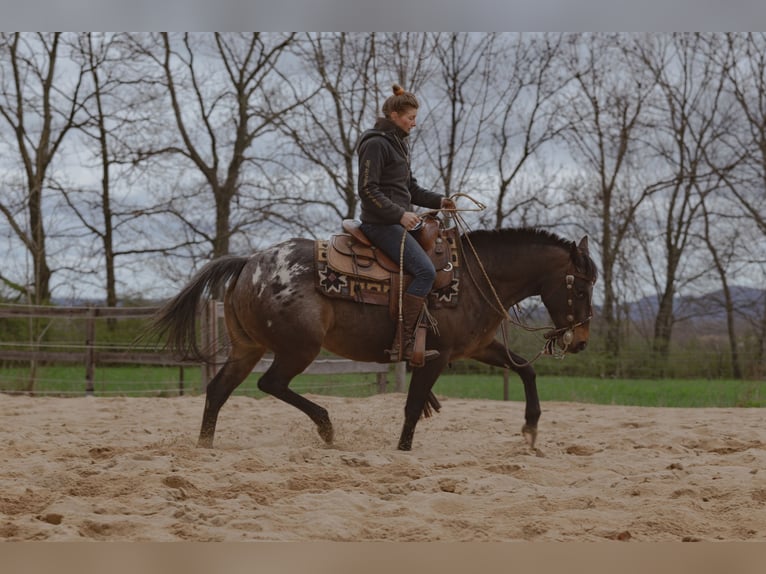 Appaloosa Jument 10 Ans 148 cm Léopard in Müglitztal