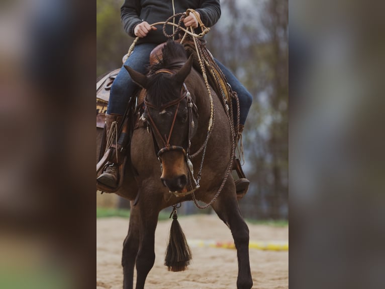 Appaloosa Jument 10 Ans 148 cm Léopard in Müglitztal