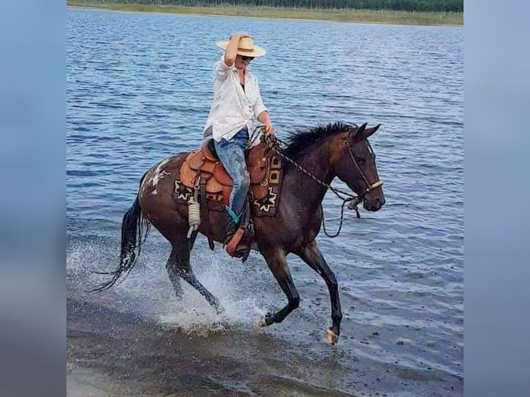 Appaloosa Jument 10 Ans 148 cm Léopard in Müglitztal