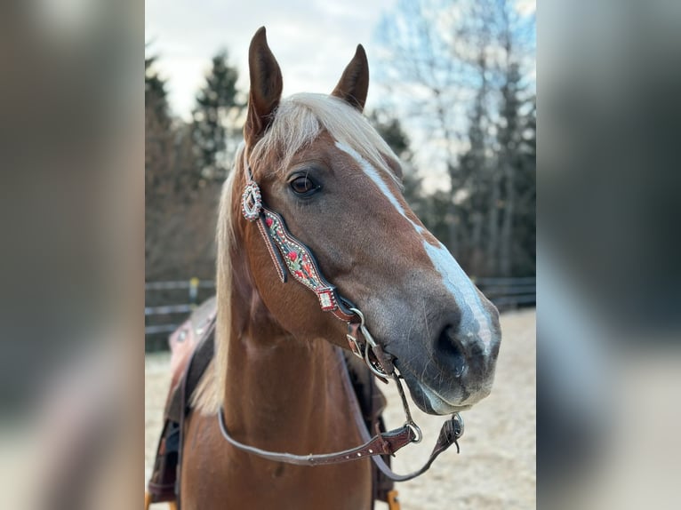 Appaloosa Jument 10 Ans 150 cm Alezan in Rettenbach