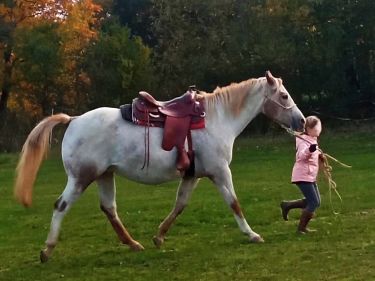 Appaloosa Jument 10 Ans 154 cm Rouan Rouge in Ti&#x161;nov