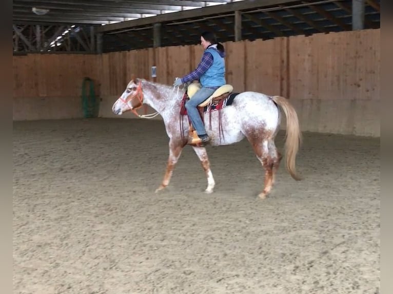 Appaloosa Jument 10 Ans 154 cm Rouan Rouge in Ti&#x161;nov