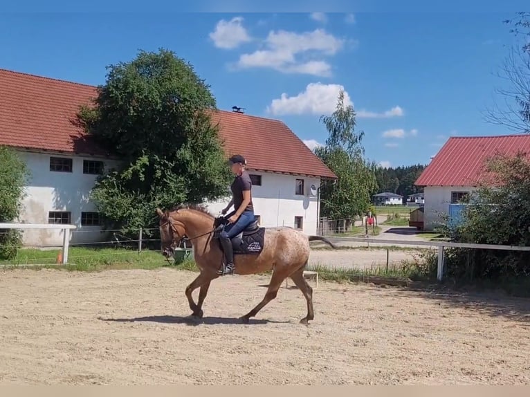 Appaloosa Croisé Jument 10 Ans 155 cm in Lamprechtshausen