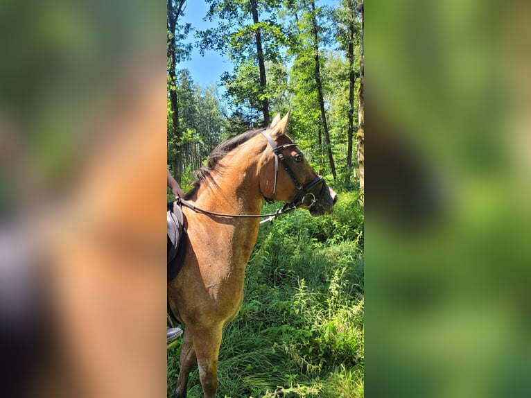 Appaloosa Croisé Jument 10 Ans 155 cm in Lamprechtshausen