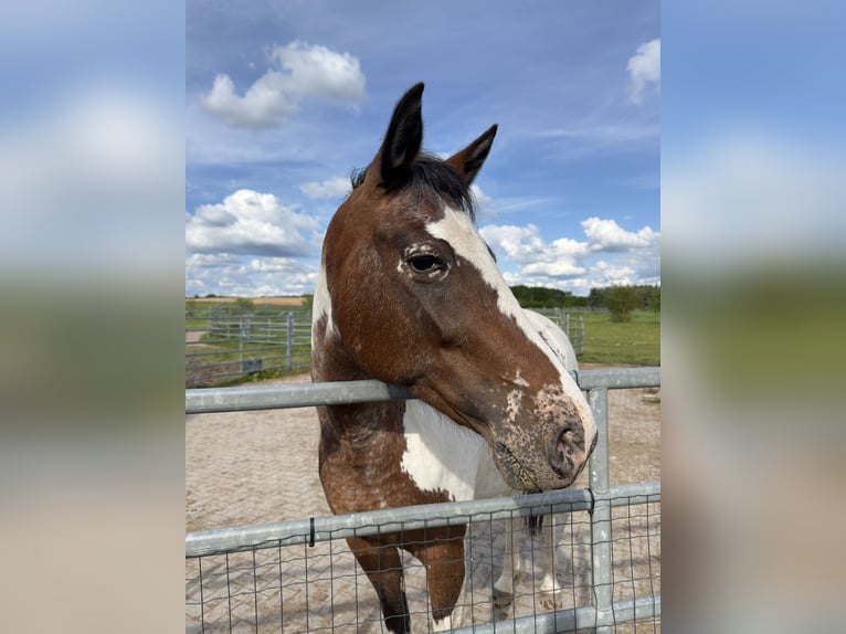 Appaloosa Croisé Jument 10 Ans 160 cm Pinto in Lichtenfels