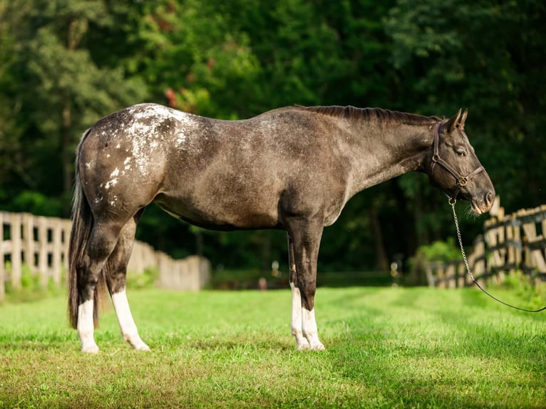 Appaloosa Jument 10 Ans 163 cm  in New Holland