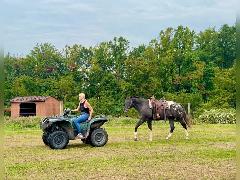Appaloosa Jument 10 Ans 163 cm  in New Holland
