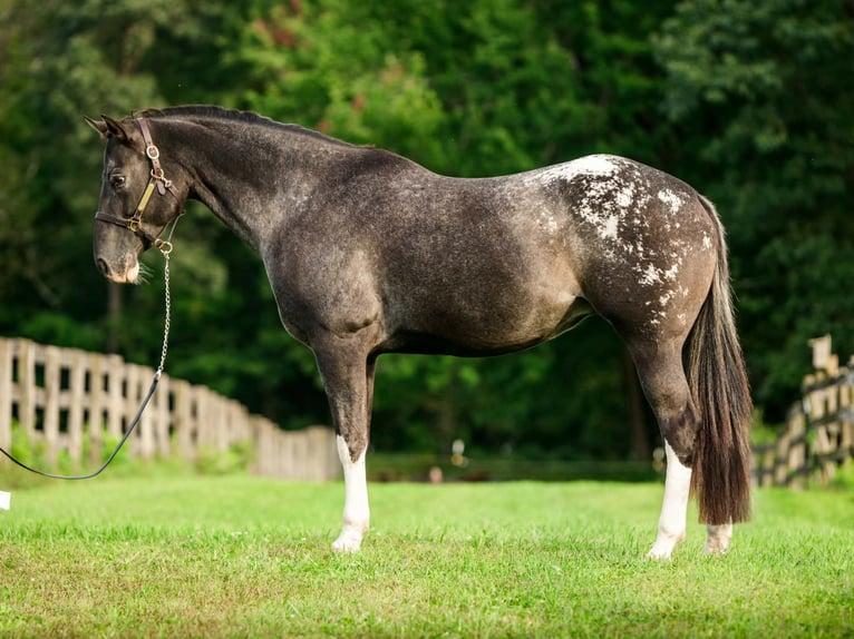 Appaloosa Jument 10 Ans 163 cm  in New Holland