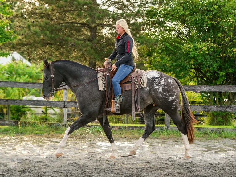 Appaloosa Jument 10 Ans 163 cm  in New Holland