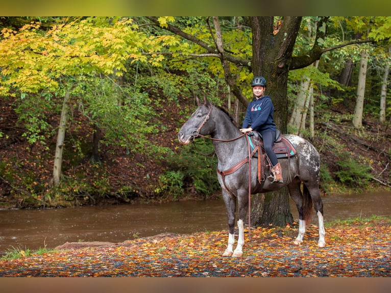Appaloosa Jument 10 Ans 163 cm  in New Holland