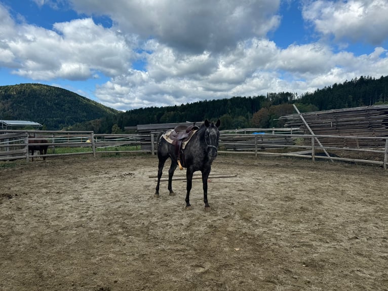 Appaloosa Jument 11 Ans 150 cm in Stattegg