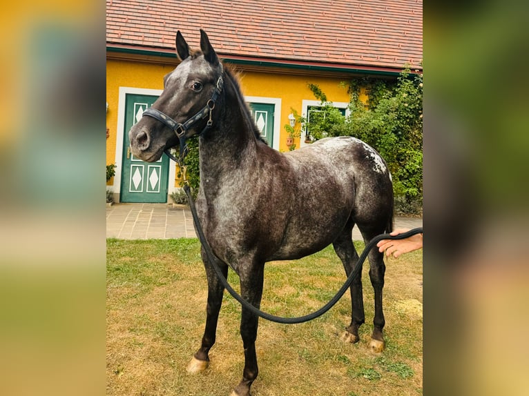 Appaloosa Jument 11 Ans 150 cm in Stattegg