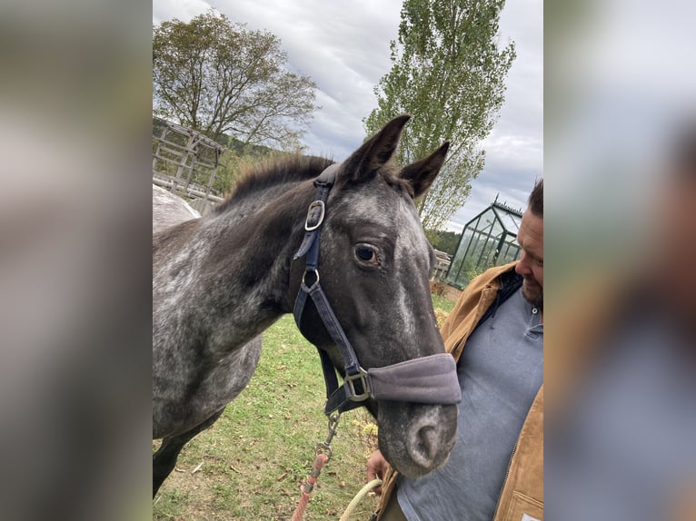 Appaloosa Jument 11 Ans 150 cm in Stattegg