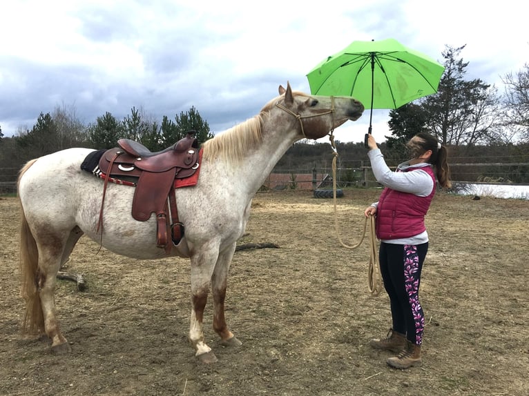 Appaloosa Jument 11 Ans 154 cm Alezan in Jestarbi