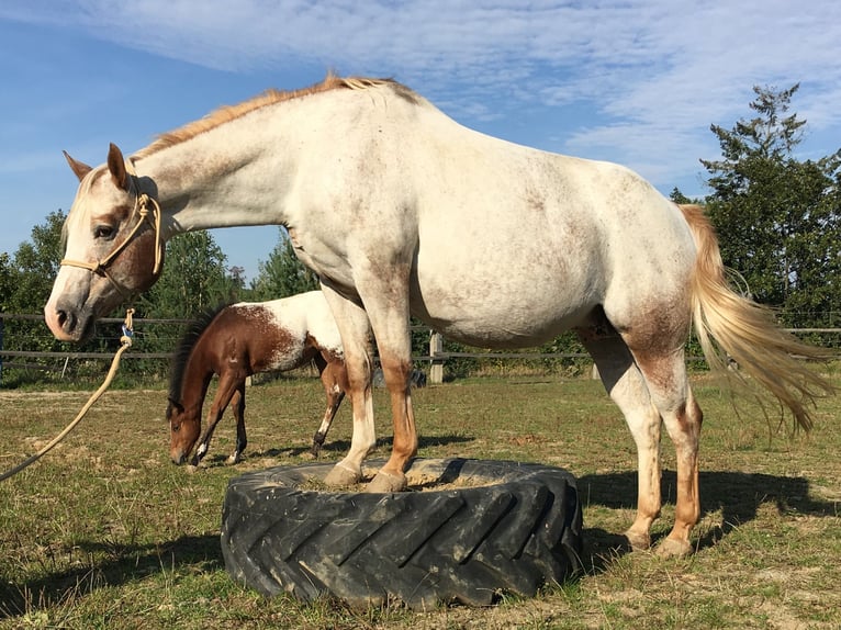 Appaloosa Jument 11 Ans 154 cm Rouan Rouge in Tišnov