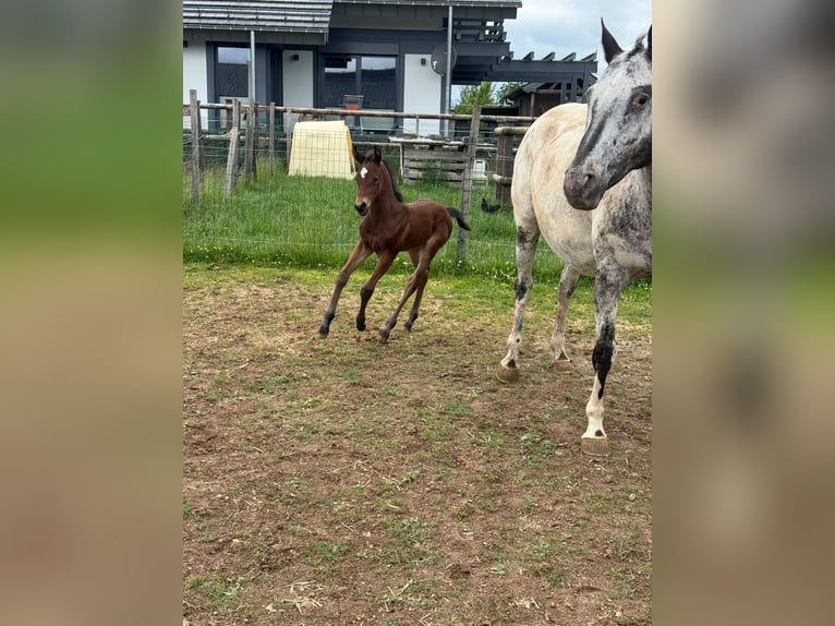 Appaloosa Jument 11 Ans 155 cm Bai in Daleiden