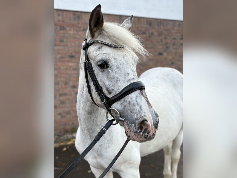 Appaloosa Jument 11 Ans 155 cm Gris moucheté in Niederkassel