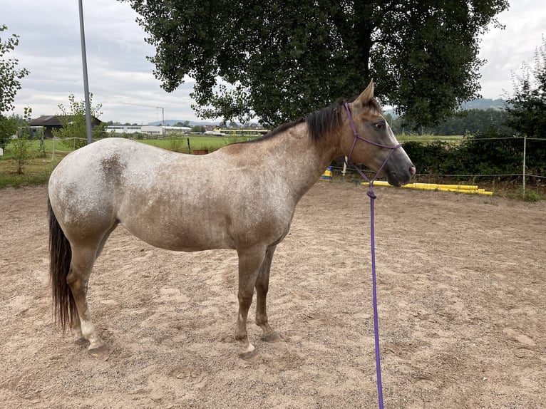 Appaloosa Jument 11 Ans 155 cm Peut devenir gris in GöppingenGöppingen