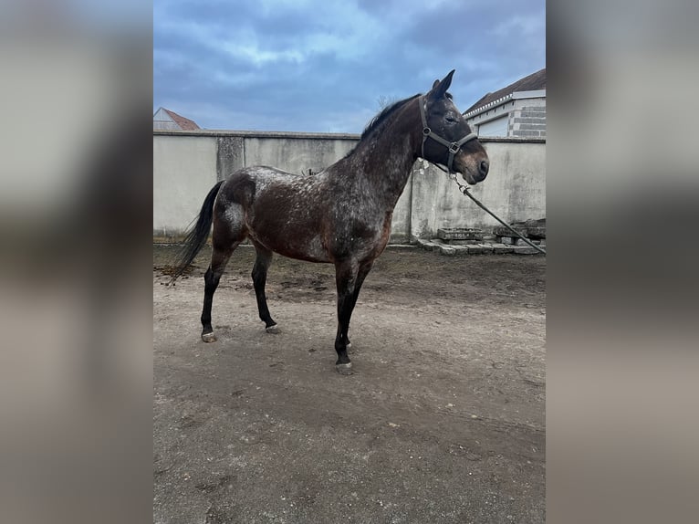 Appaloosa Jument 11 Ans 158 cm Roan-Bay in Hof am Leithaberge