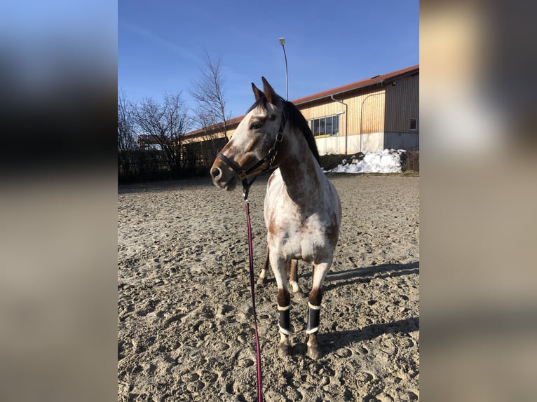 Appaloosa Jument 11 Ans 160 cm Overo-toutes couleurs in Fraunberg