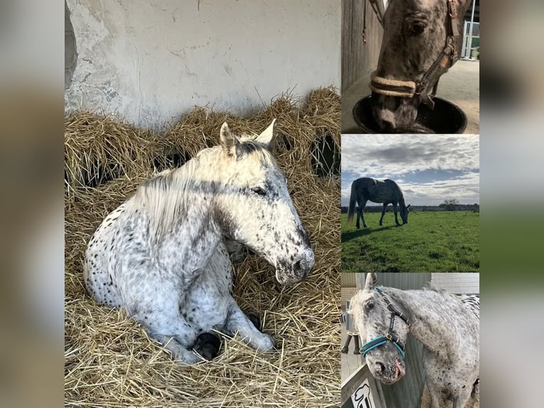 Appaloosa Croisé Jument 11 Ans 165 cm Léopard in Neunkirchen-Seelscheid