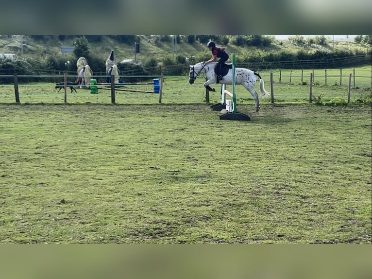 Appaloosa Croisé Jument 12 Ans 122 cm in Stockport