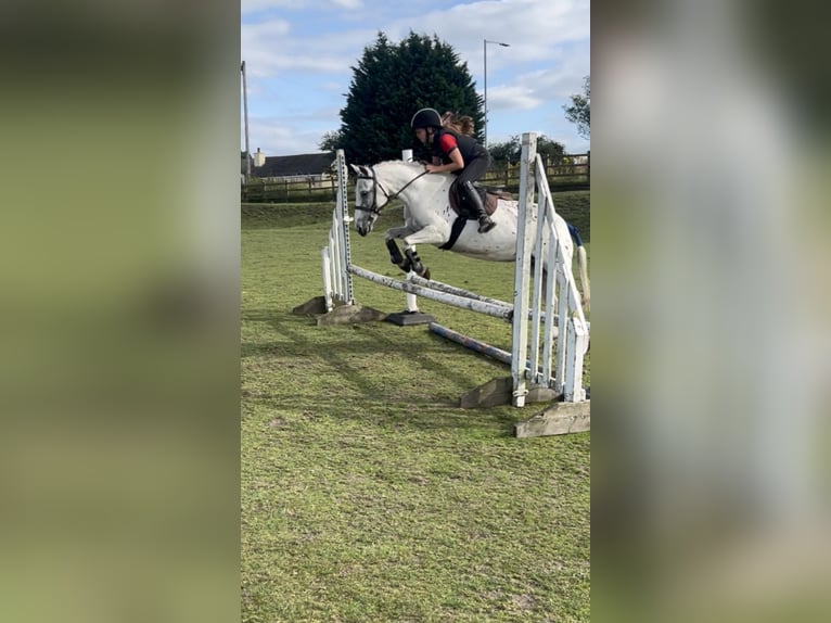 Appaloosa Croisé Jument 12 Ans 122 cm in Stockport