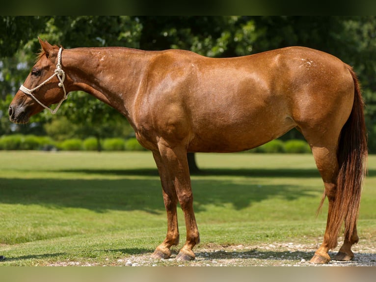 Appaloosa Jument 12 Ans 142 cm Alezan brûlé in Felt OK