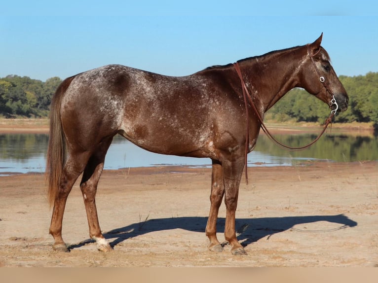 Appaloosa Jument 12 Ans 150 cm Rouan Rouge in Gainesville, TX