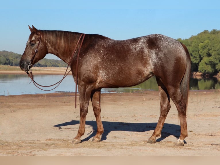 Appaloosa Jument 12 Ans 150 cm Rouan Rouge in Gainesville, TX