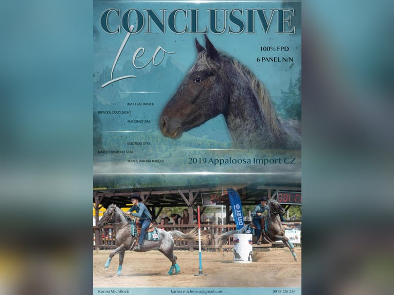 Appaloosa Jument 12 Ans 151 cm Alezan brûlé in Tesedikovo