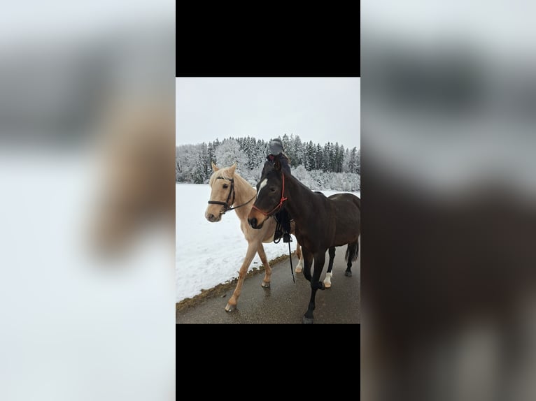Appaloosa Jument 12 Ans 154 cm Bai in Erlach