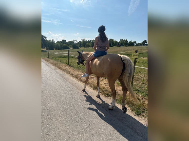 Appaloosa Jument 12 Ans 154 cm Palomino in TammTamm