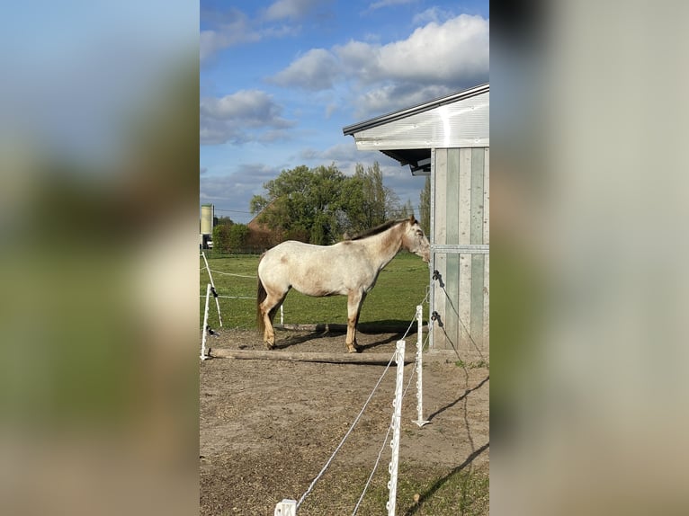 Appaloosa Jument 12 Ans 155 cm Alezan in Lichtervelde