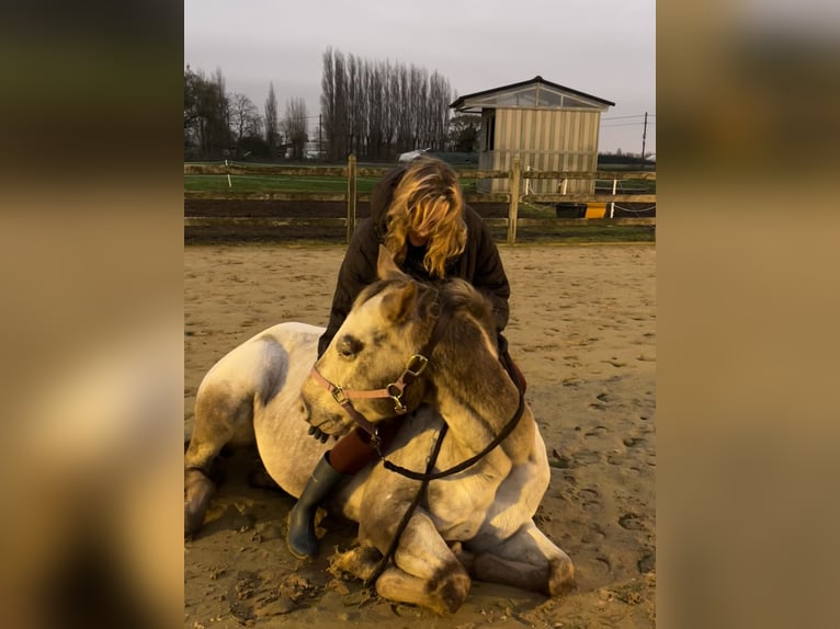 Appaloosa Jument 12 Ans 155 cm Alezan in Lichtervelde