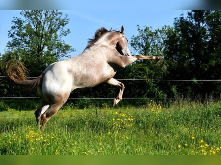 Appaloosa Jument 12 Ans 155 cm Alezan in Lichtervelde