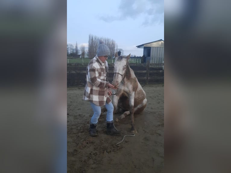 Appaloosa Jument 12 Ans 155 cm Alezan in Lichtervelde