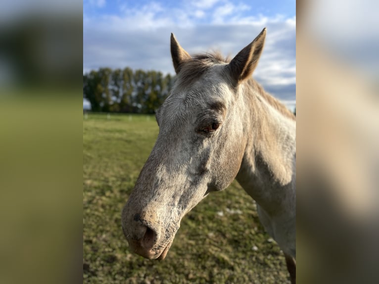 Appaloosa Jument 12 Ans 155 cm Alezan in Lichtervelde