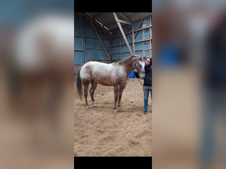 Appaloosa Jument 12 Ans 155 cm Alezan in Lichtervelde