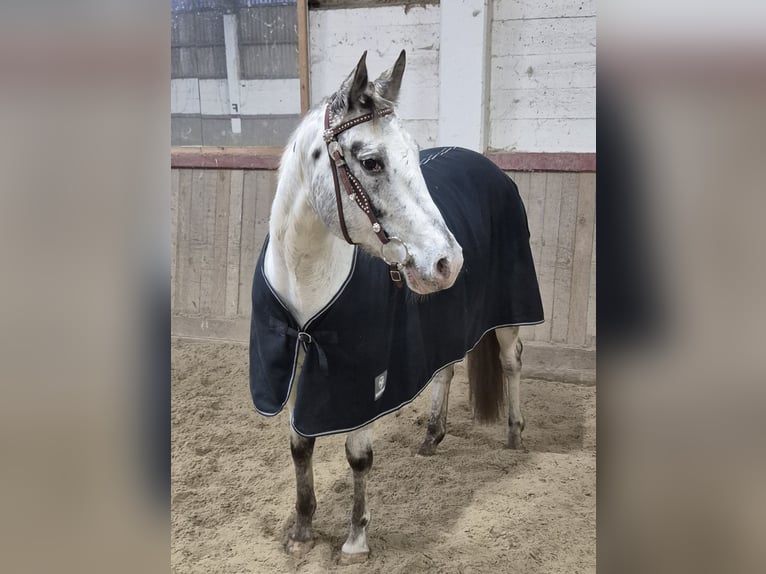 Appaloosa Jument 12 Ans 155 cm  in Neumünster