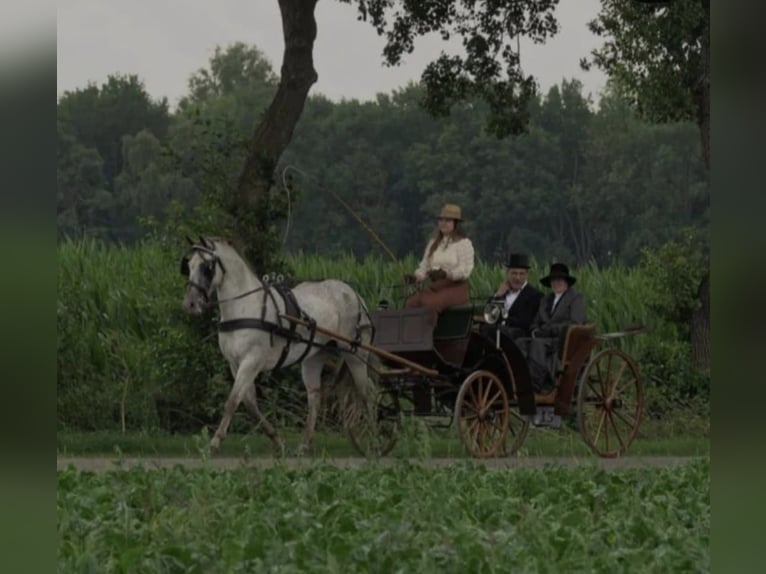 Appaloosa Croisé Jument 12 Ans 156 cm Léopard in Tubbergen