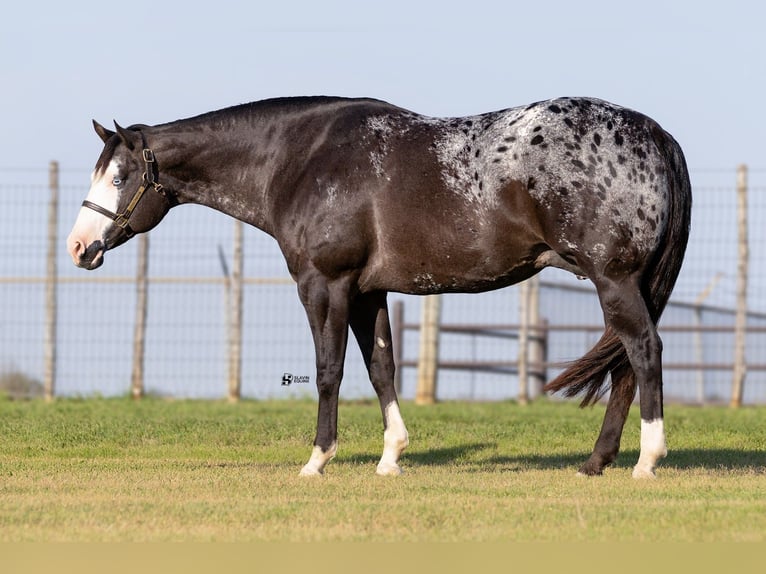 Appaloosa Jument 12 Ans 165 cm Noir in Whitesboro