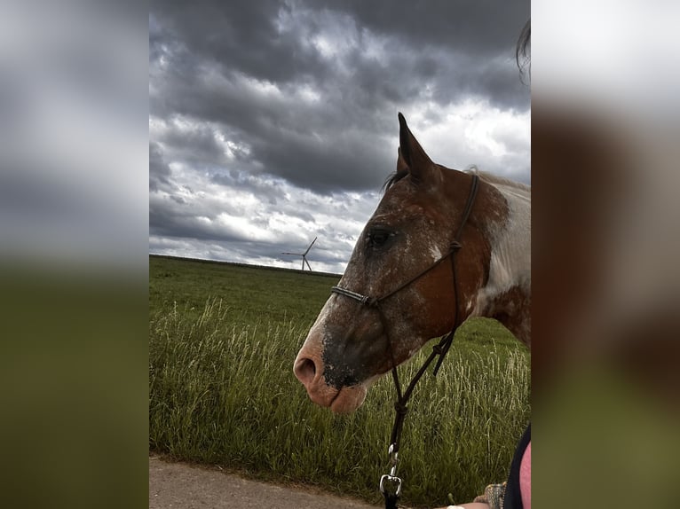 Appaloosa Jument 12 Ans in Krautscheid