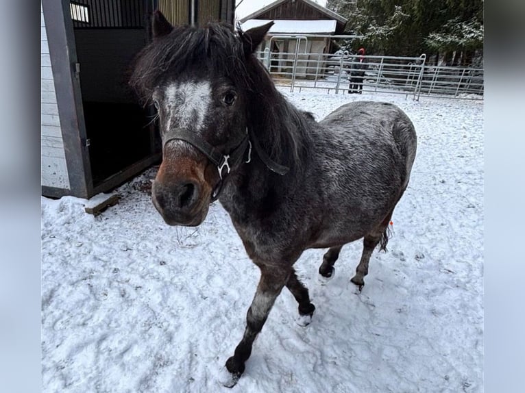 Appaloosa Croisé Jument 13 Ans 120 cm Léopard in Denklingen