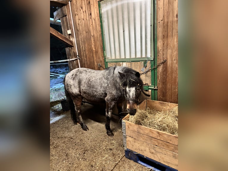 Appaloosa Croisé Jument 13 Ans 120 cm Léopard in Denklingen