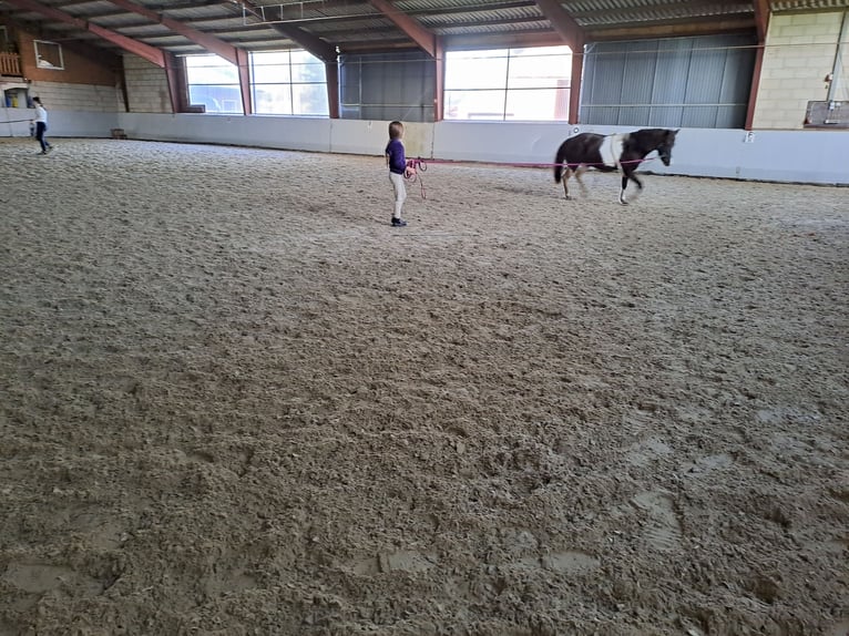 Appaloosa Jument 13 Ans 133 cm Tobiano-toutes couleurs in Schapen