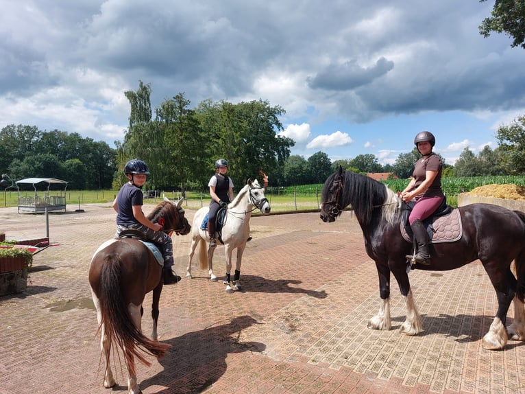 Appaloosa Jument 13 Ans 133 cm Tobiano-toutes couleurs in Schapen